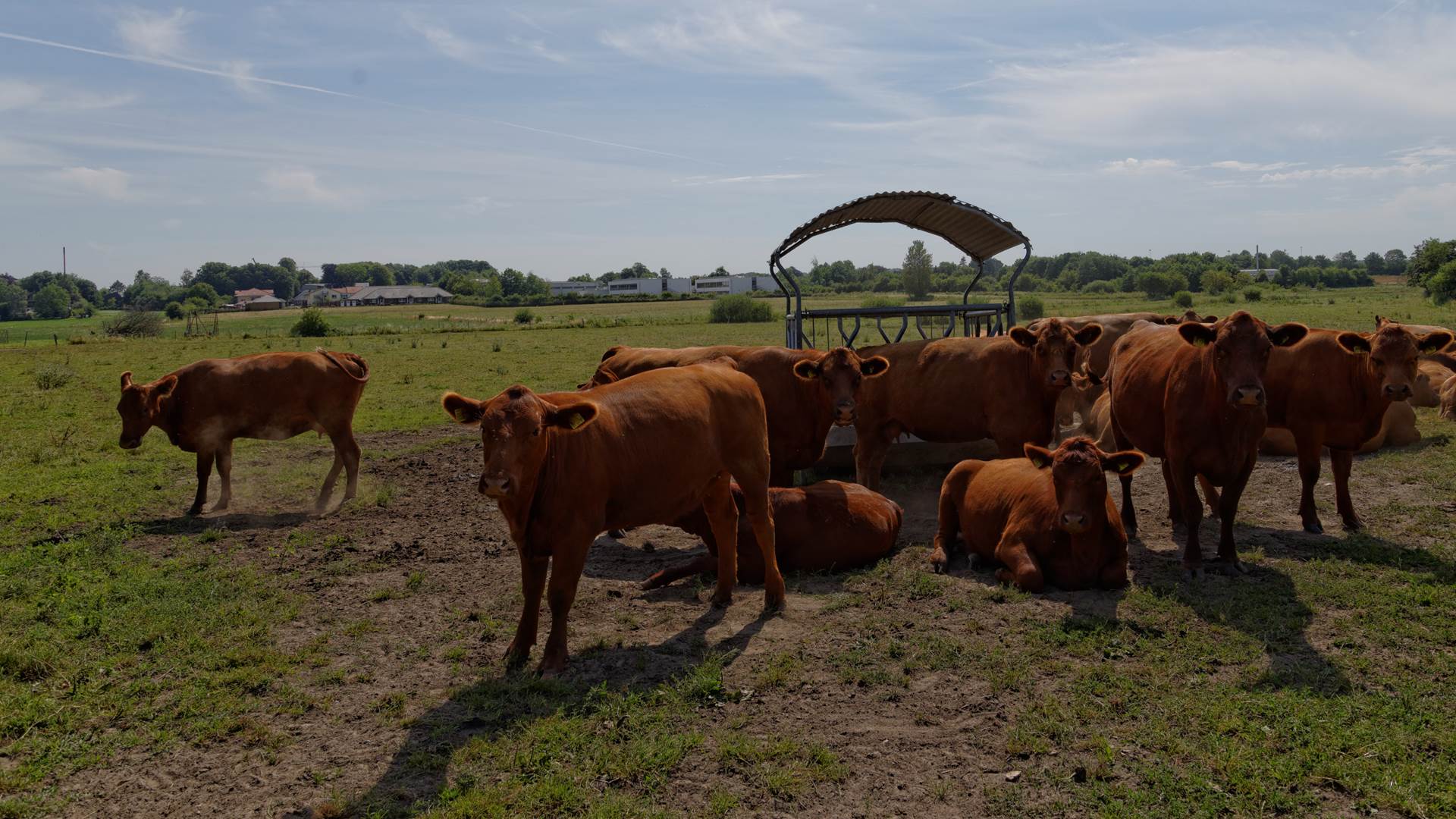 Red Angus Cattle breeding
