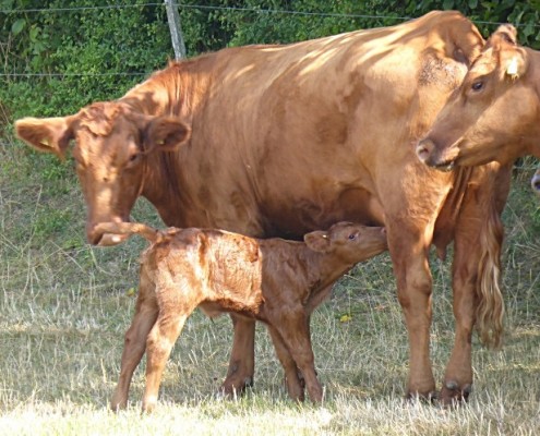 Aberdeen-Angus Färse Tessa