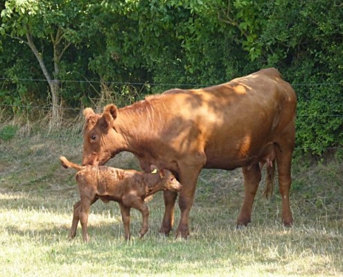 Aberdeen-Angus Färse Tessa