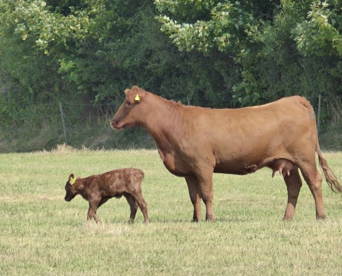 Aberdeen-Angus Färse Tessa