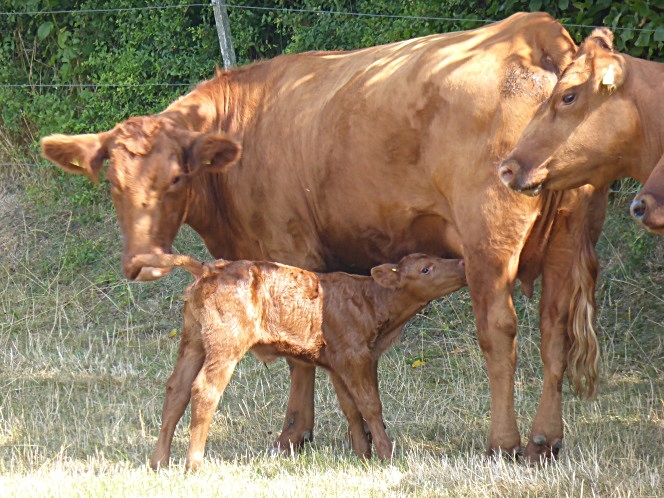 Aberdeen-Angus Färse Tessa