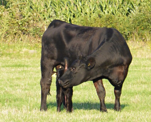 Black Angus Black Iron Ore