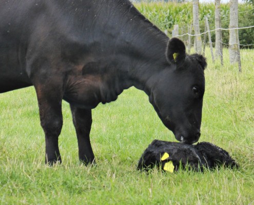 Black Angus Pepp