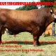 Roed Fabel Red Angus bull