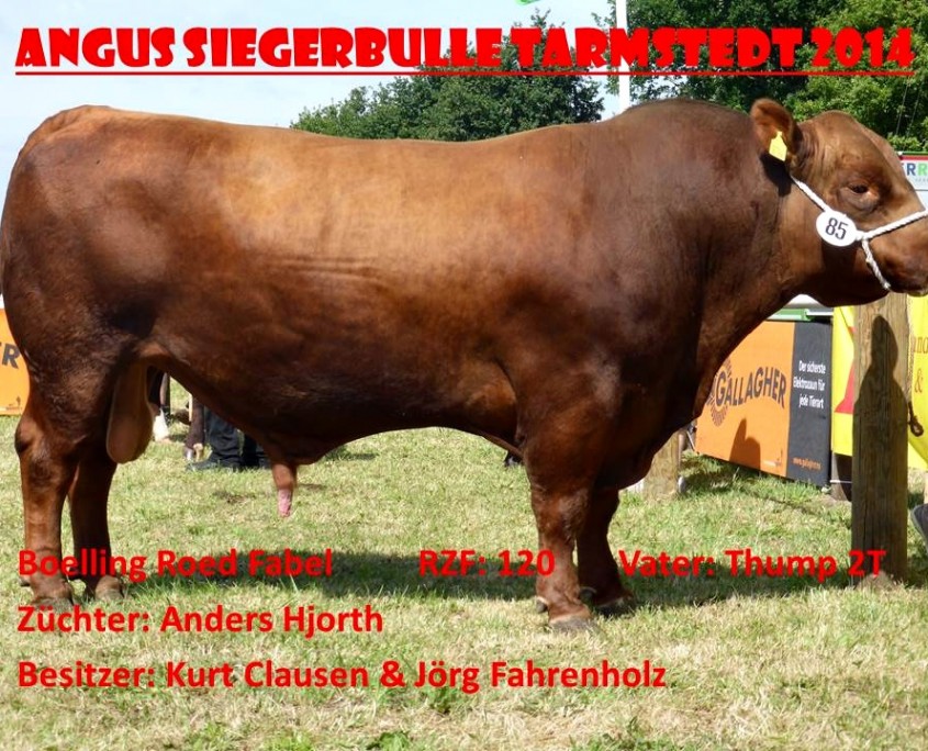 Bulle Red Angus Roed Fabel