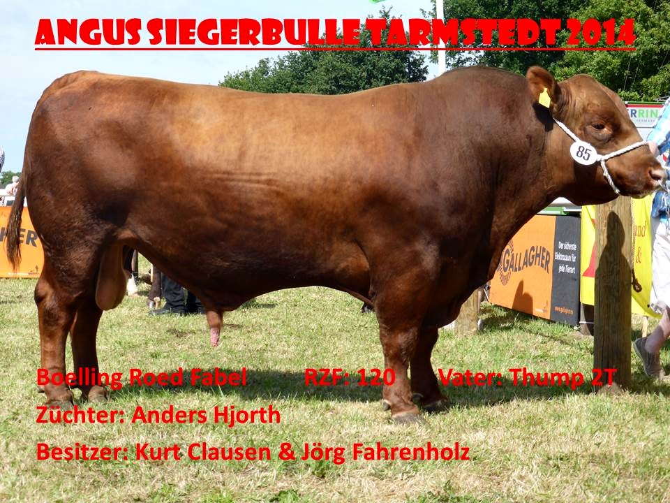 Bulle Red Angus Roed Fabel